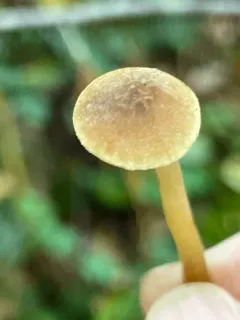 Ochre Aldercap thumbnail 3