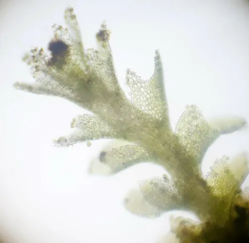 Glaucous-headed Earwort