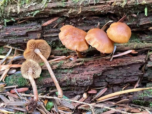 Galerina smithii