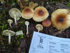 Pholiota humii thumbnail 4