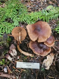 Cortinarius badiovinaceus thumbnail 2