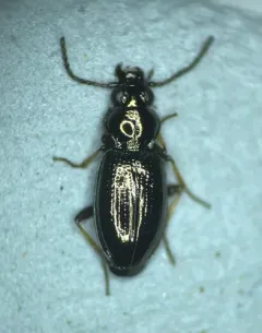 Bembidion lampros thumbnail 3