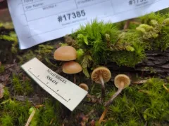 Galerina mammillata thumbnail 2