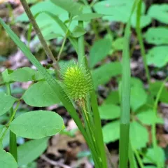 squarrose sedge thumbnail 3