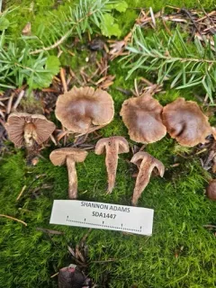 Cortinarius semivestitus thumbnail 3
