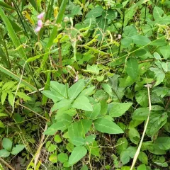perplexed tick-trefoil thumbnail 4