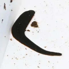 North American Medicinal Leech thumbnail 2