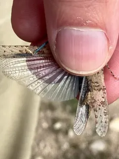 Caerulean-winged Grasshopper thumbnail 4