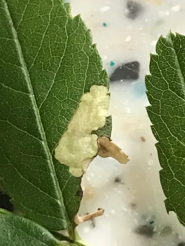 Coleophora rosaefoliella