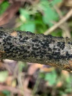 Creosphaeria sassafras thumbnail 2