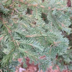 noble fir thumbnail 4