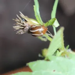 Bidentate Leaf Beetle thumbnail 2