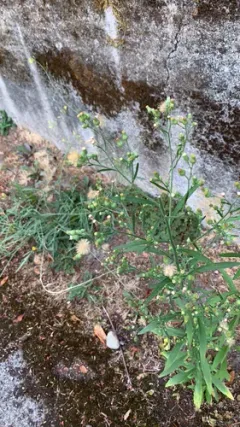 tropical horseweed thumbnail 2