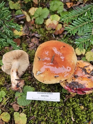 Calonarius luteicolor