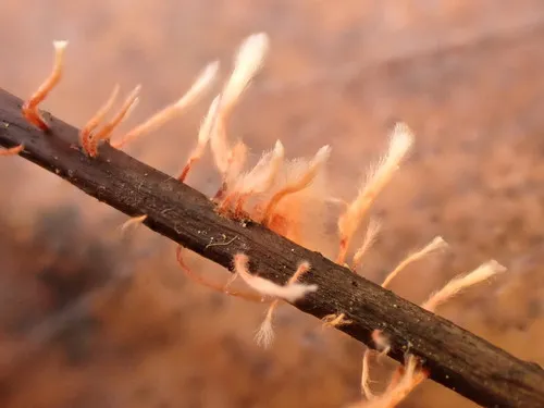 Anthina flammea