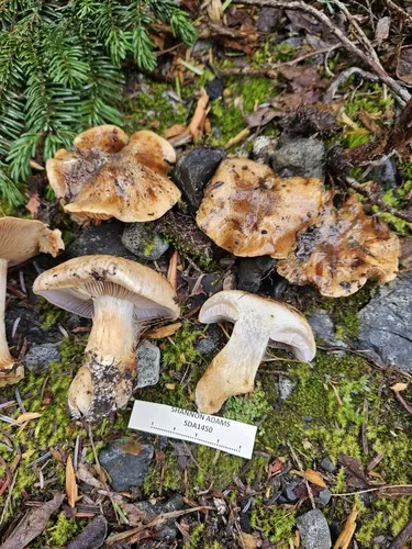 Phlegmacium alticaudum