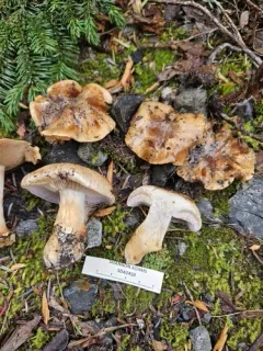Phlegmacium alticaudum thumbnail 1