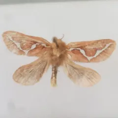 Gazoryctra novigannus thumbnail 1