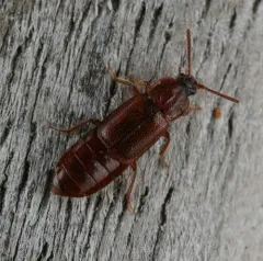 Weakly-keeled Ocellate Rove Beetle thumbnail 3