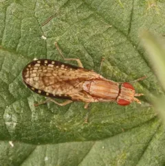 Trypetoptera canadensis thumbnail 3