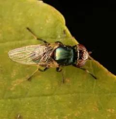 Physiphora alceae thumbnail 4