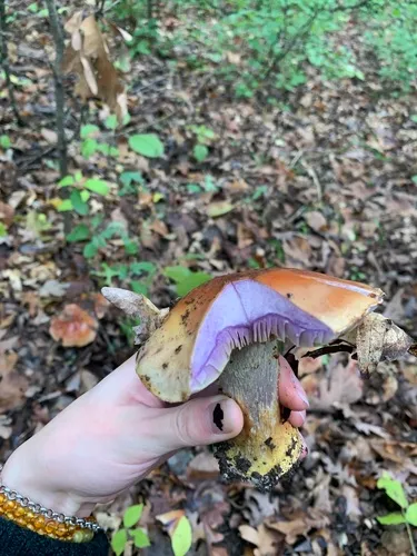 Calonarius rufo-olivaceus