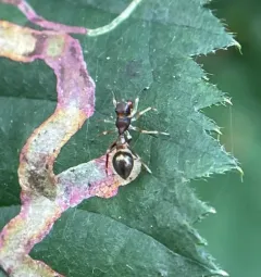 Slender Ant Mimicking Jumping Spider thumbnail 3