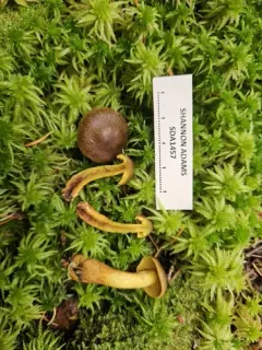 Cortinarius bataillei thumbnail 2