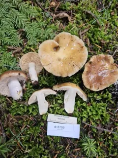 Cortinarius brunneoalbus thumbnail 3