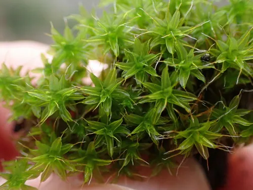 Syntrichia subpapillosissima