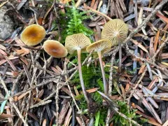 Xeromphalina campanelloides thumbnail 1