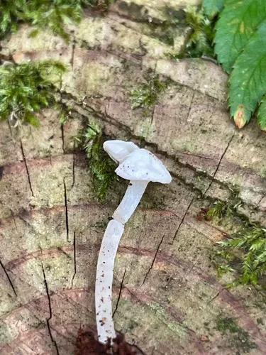 Entoloma subochraceum