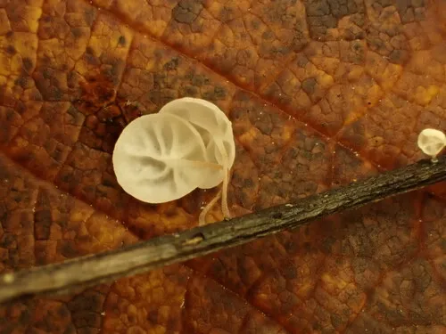 Marasmius favrei