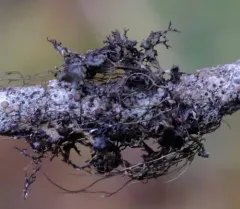 Flattened thornbush lichen thumbnail 2