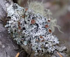 Hypogymnia wilfiana thumbnail 4