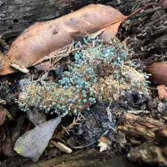 Penicillium vulpinum thumbnail 3