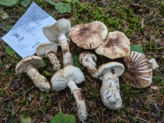 Tricholoma dulciolens thumbnail 2