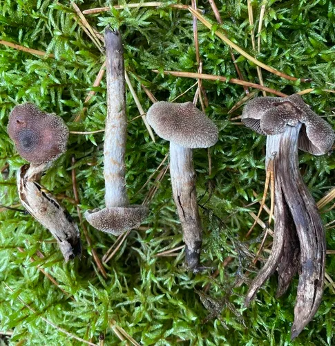 Cortinarius angelesianus