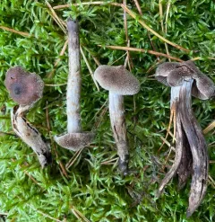 Cortinarius angelesianus thumbnail 1
