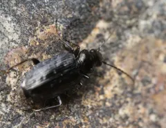 Sericoda quadripunctata thumbnail 4