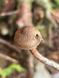 Inosperma mucidiolens thumbnail 1