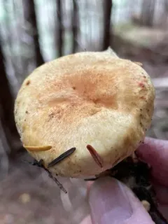 Lactarius tuomikoskii thumbnail 3