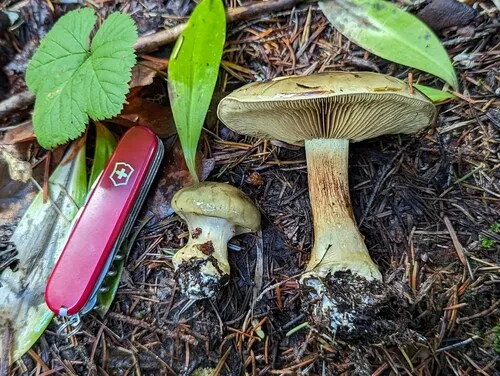 Calonarius oliveopetasatus