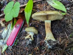 Calonarius oliveopetasatus thumbnail 1