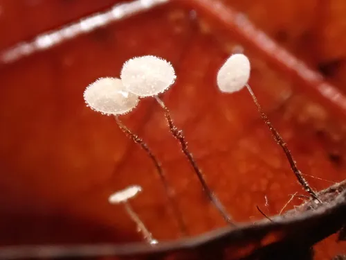 Marasmius minutissimus
