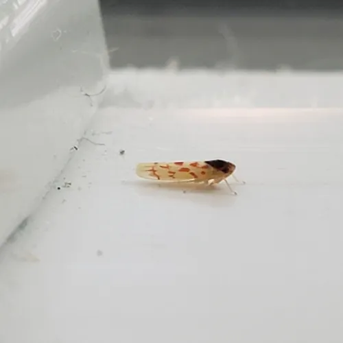Eratoneura ardens