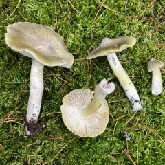Tricholoma davisiae thumbnail 1