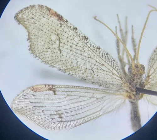 Lomamyia occidentalis