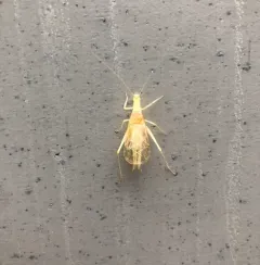 Western Tree Cricket thumbnail 3