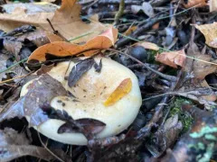 golden milkcap thumbnail 4
